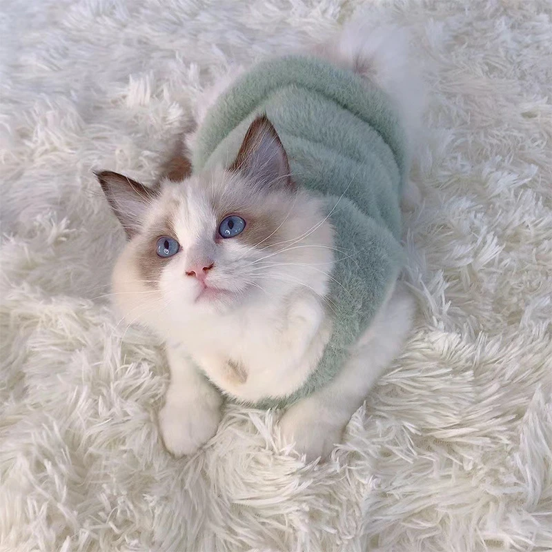 Chat avec notre pull doux et chaud vert pour chat