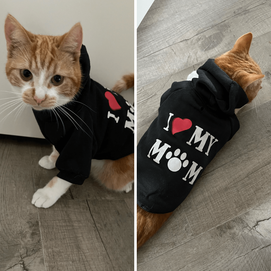 Chat avec notre pull "I Love My Mom" pour animaux de compagnie
