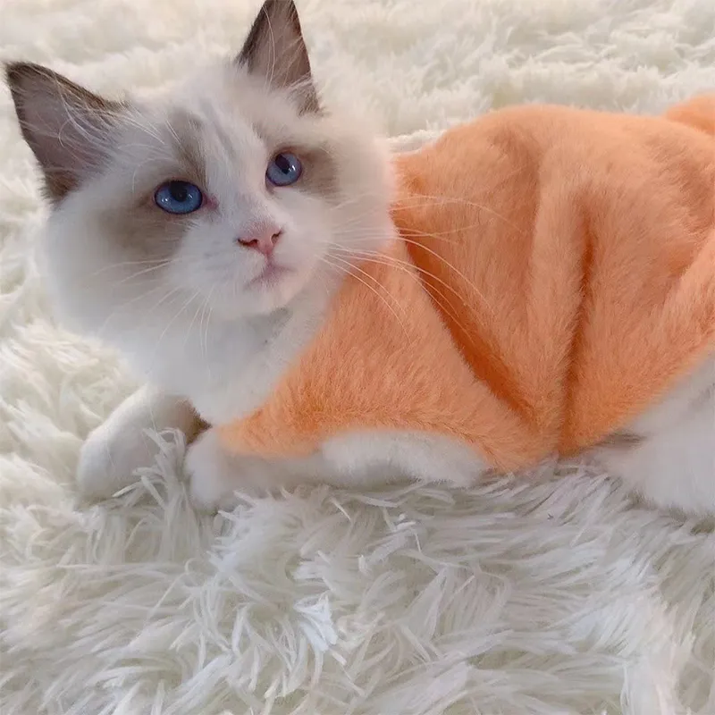 Chat avec notre pull doux et chaud orange pour chat