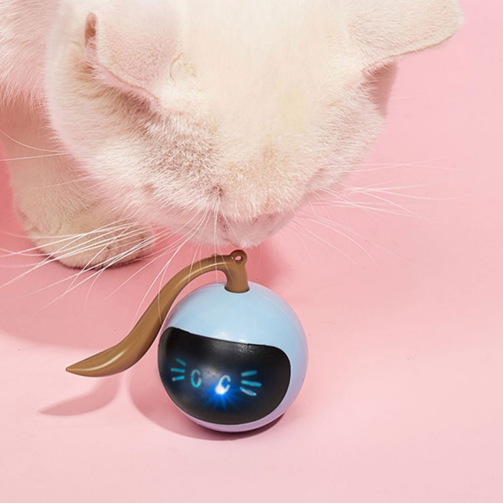 Chat avec notre balle automatique