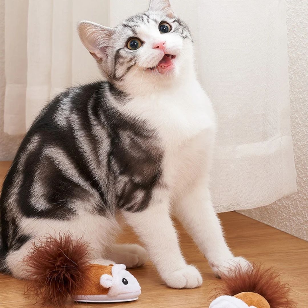 Chat avec notre souris interactive