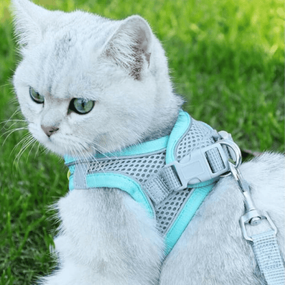 Chat avec notre harnais Walky-Mini™