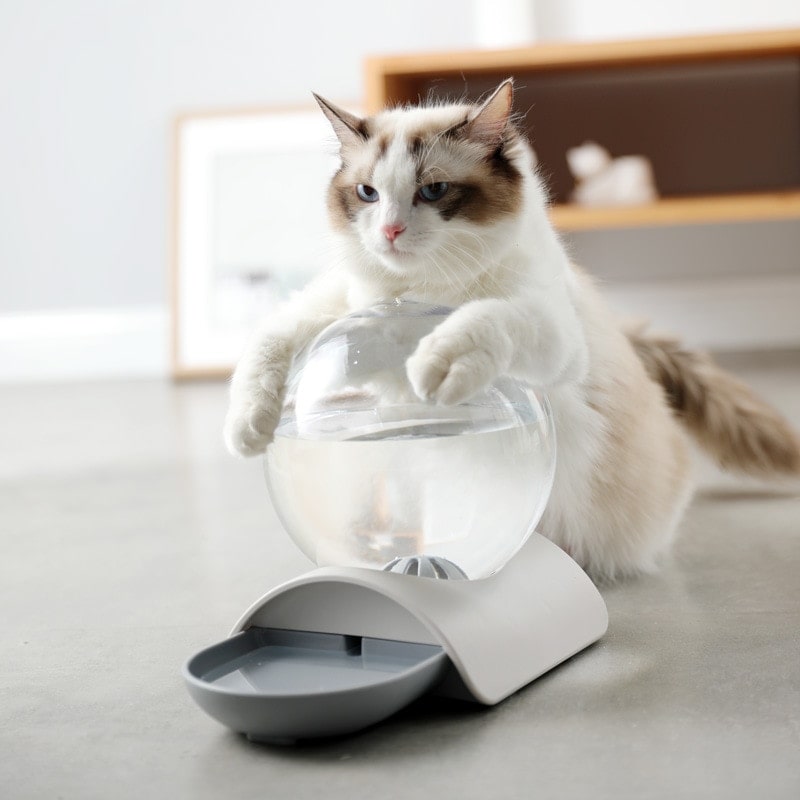 Chat avec fontaine bulle à eau