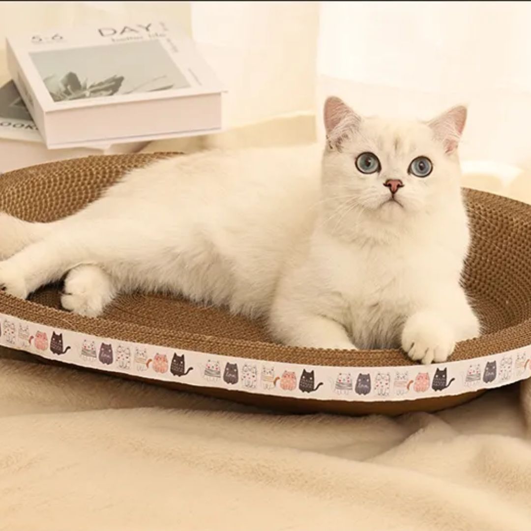 Chat sur notre griffoir ondulé pour chat