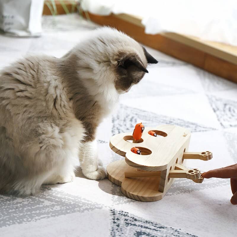Chat qui joue avec un puzzle de chasse en bois à 3 trous pour chat