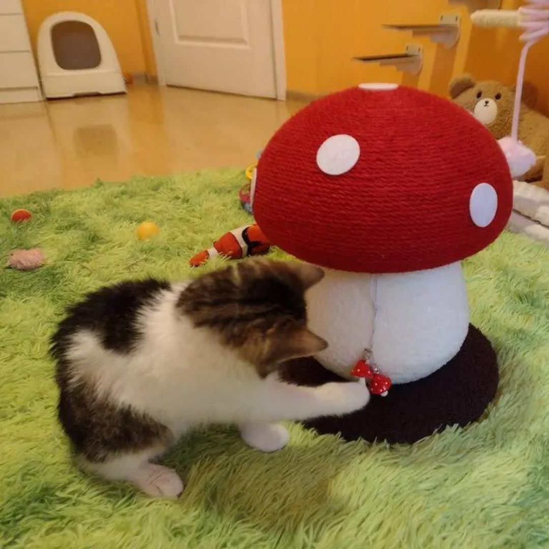 Photo client de notre griffoir champignon pour chat