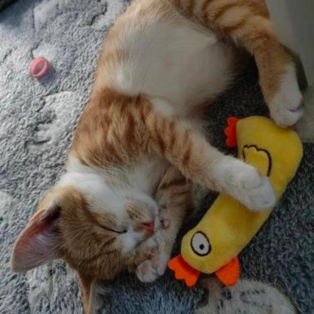 Chat qui joue avec notre mini peluche