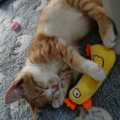 Chat qui joue avec notre mini peluche