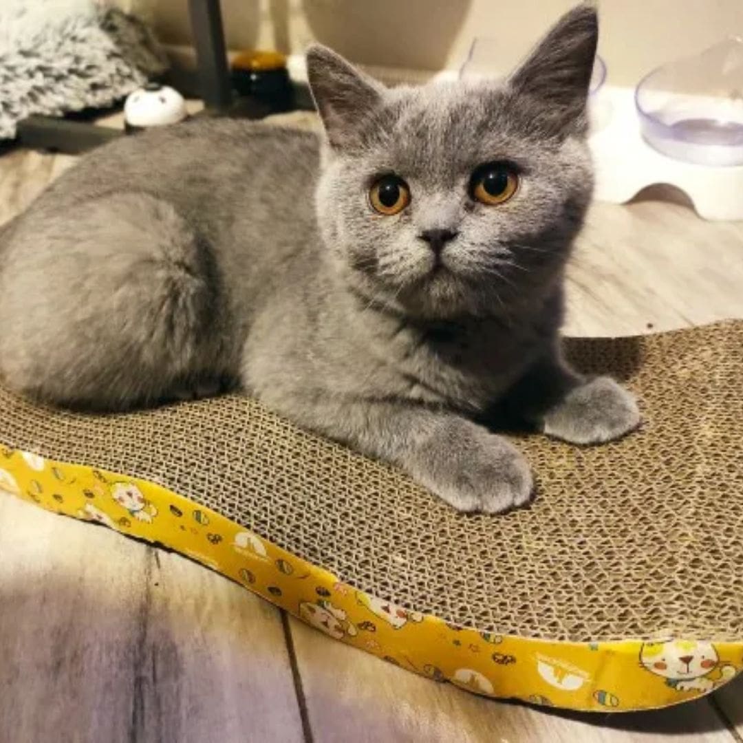Chat sur notre griffoir horizontal
