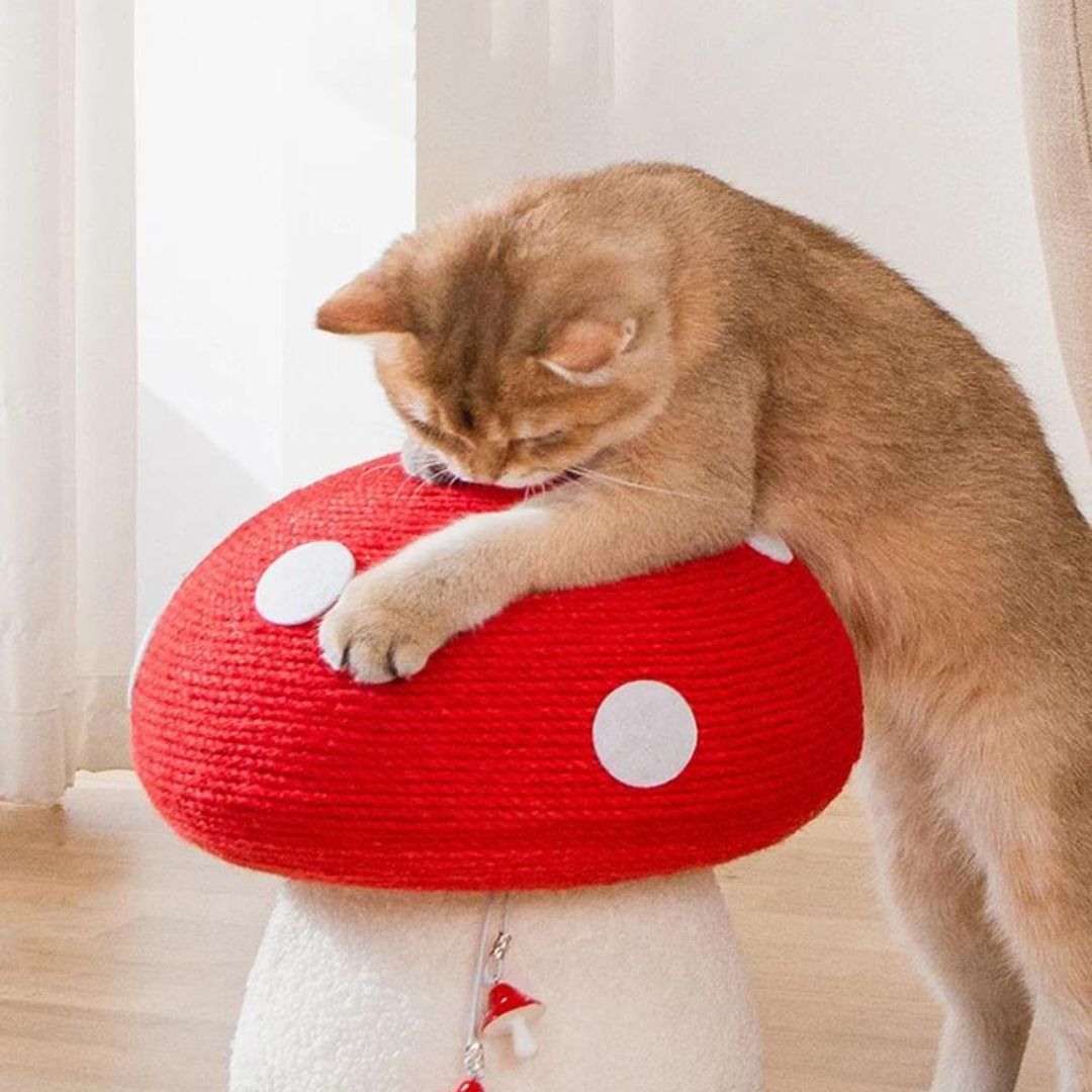 Griffoir champignon pour chat