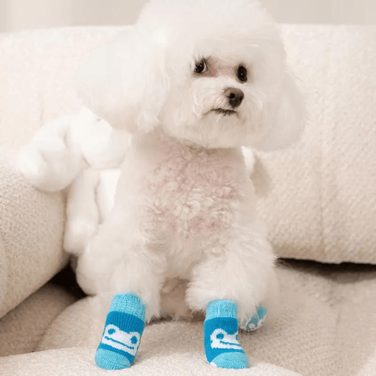Chien avec nos chaussettes bleues grenouilles