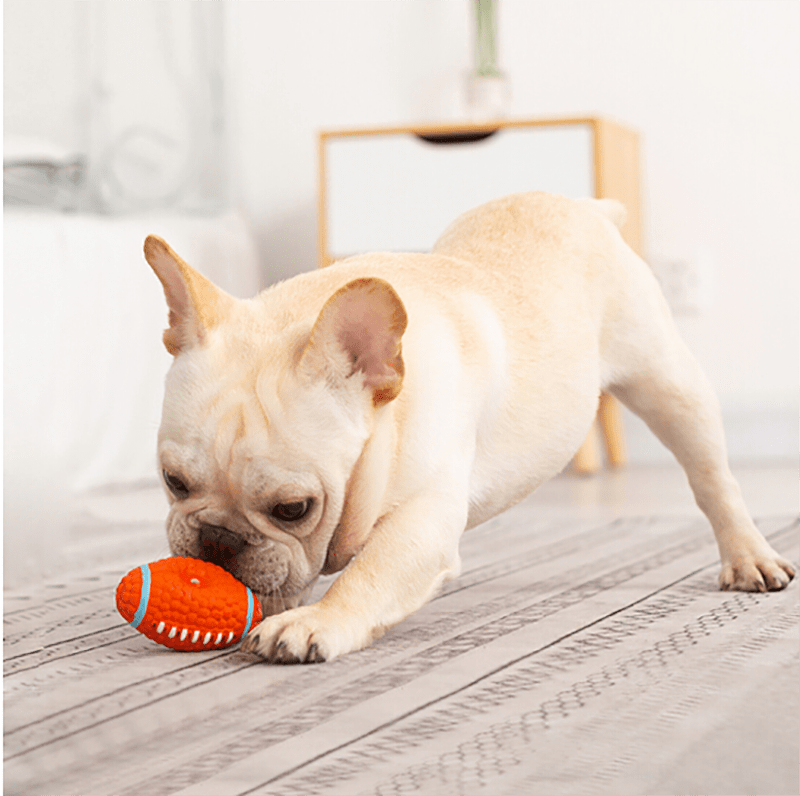 Chien avec notre ballon de football américain