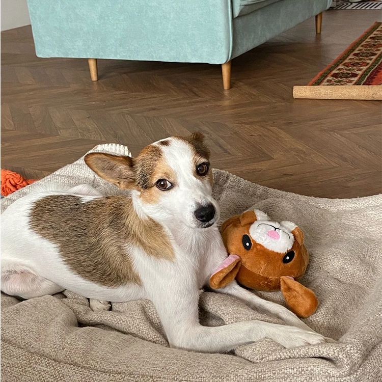 AniBall™ : Balle électronique pour chien