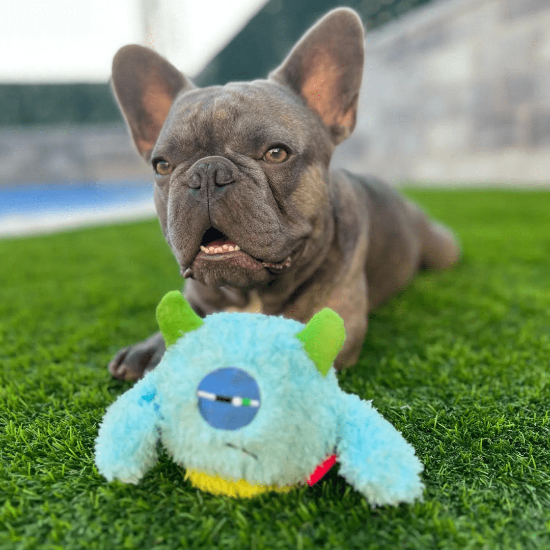 Divertissement interactif et stimulation mentale avec notre peluche monstre interactif pour chien