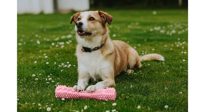 chien avec notre bâton de mastication