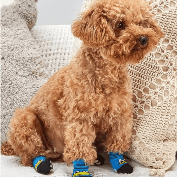 Chien avec nos chaussettes canard