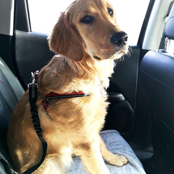 Chien avec notre laisse ceinture de sécurité pour chien en voiture