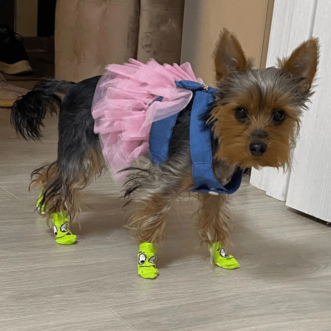 Chaussettes pour chien Vert Menthe