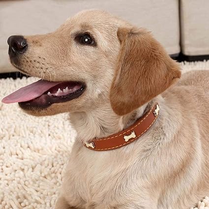 Style personnalisé avec notre collier à motifs os pour chien et chat