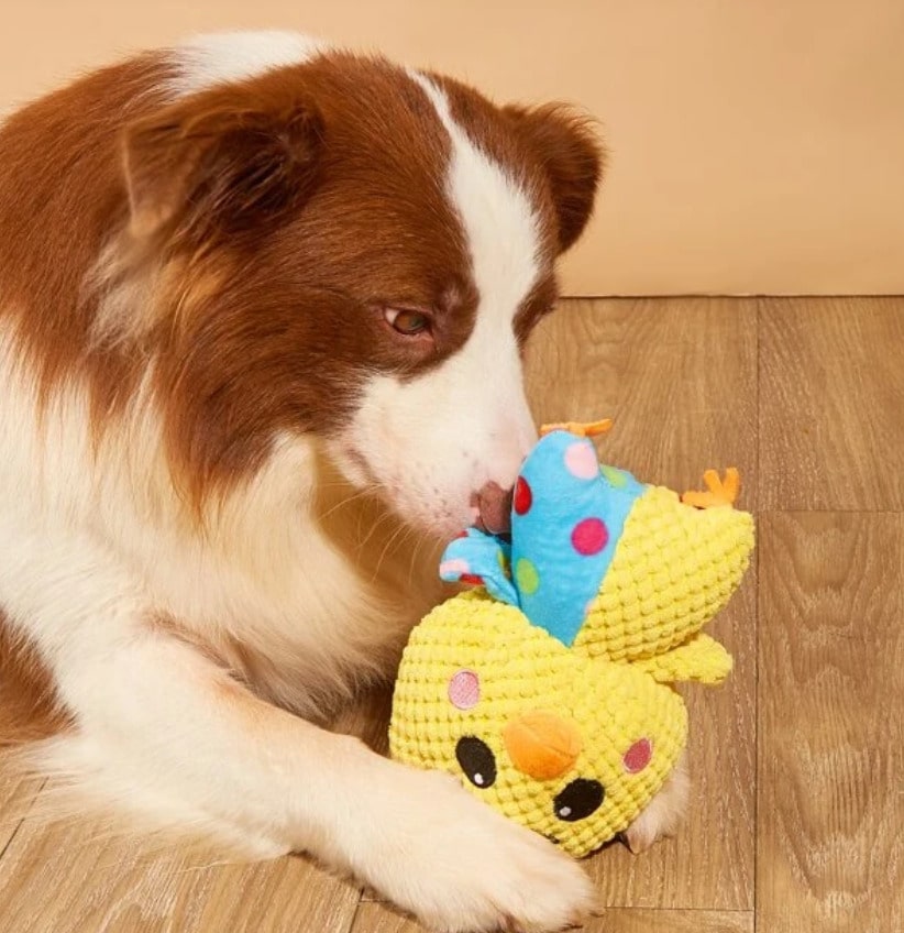 Couineur intégré dans notre peluche à mâcher pour chien - Poussin