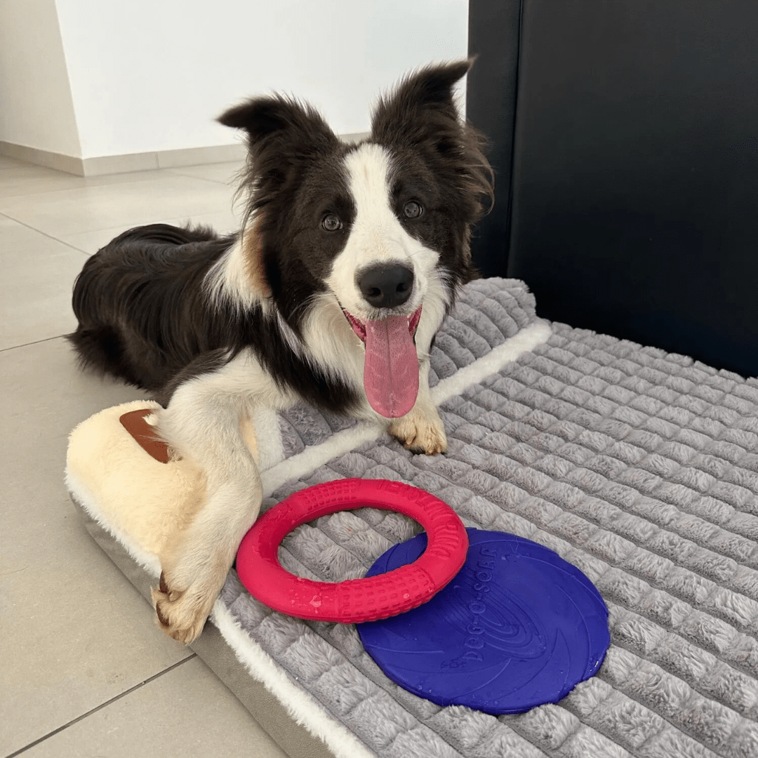 Frisbee pour chien