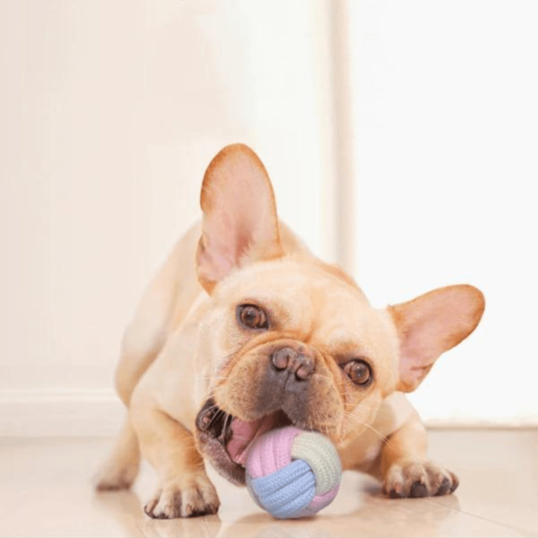 Chien qui joue avec notre corde à mâcher - édition guimauve