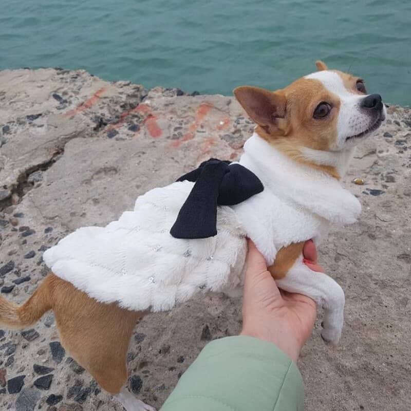 Chien avec un pull avec nœud papillon pour animaux