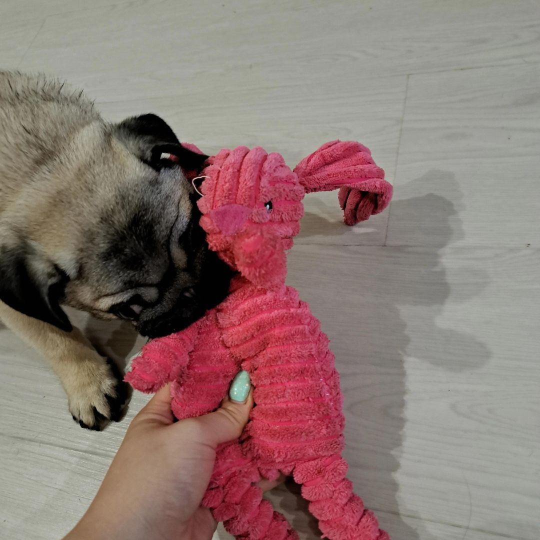 Chien avec notre peluche côtelée lapin