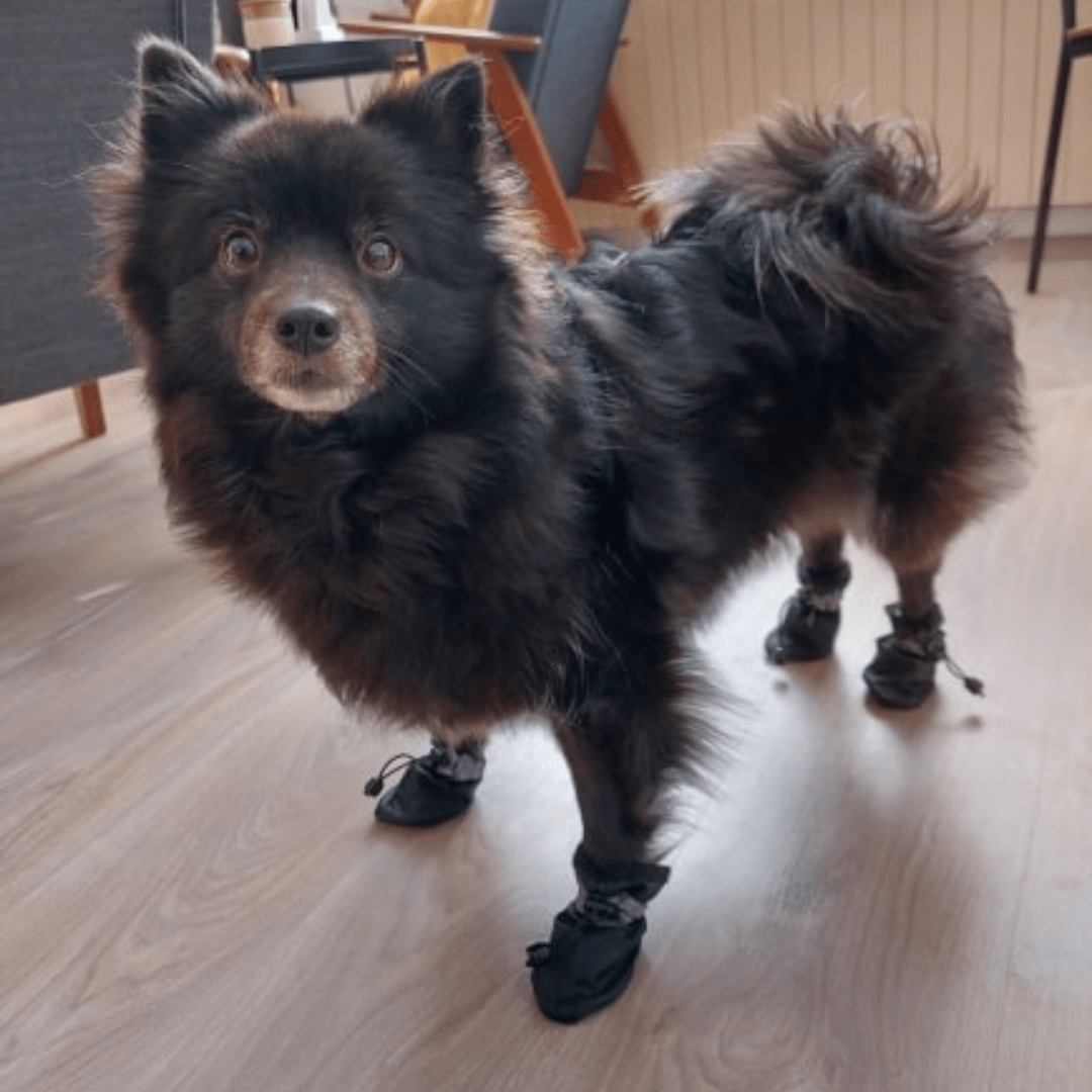 Chien avec nos chaussures imperméables