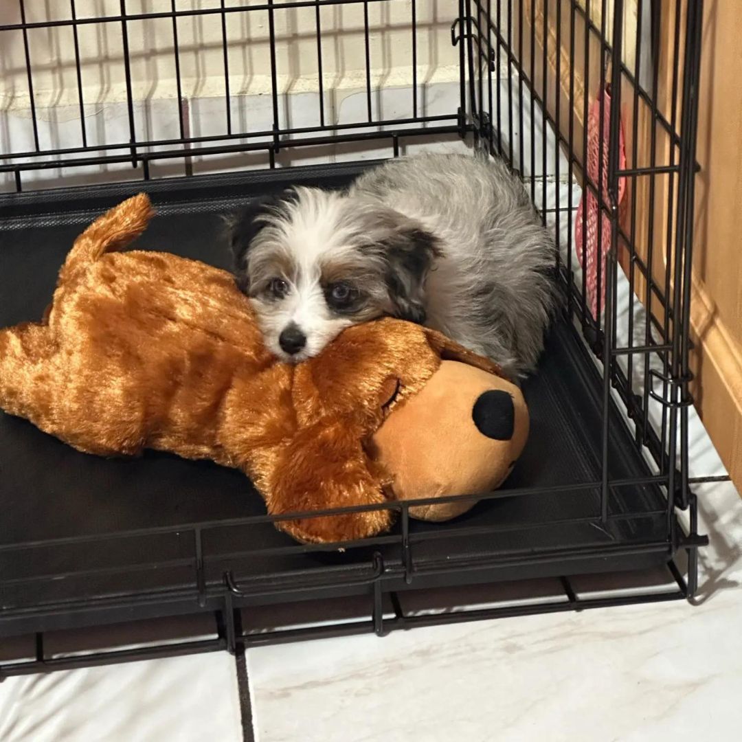 Peluche d'apaisement pour chien qui permet de libérer le surplus d'énergie