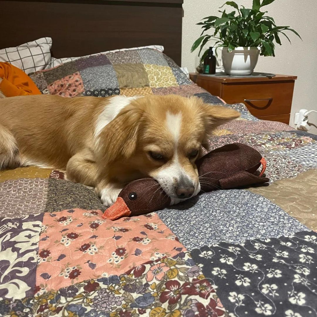 Peluche canard pour chien conçue pour la stimulation physique et mentale