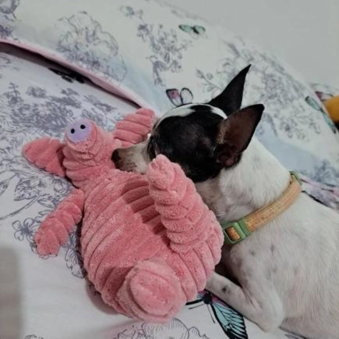 Chien avec notre peluche côtelée cochon