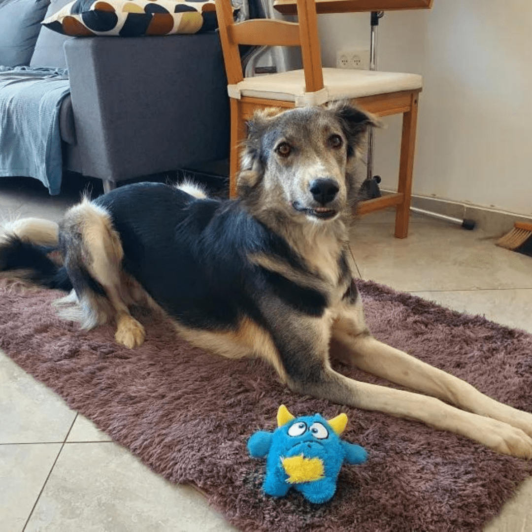 Peluche monstre interactif pour chien