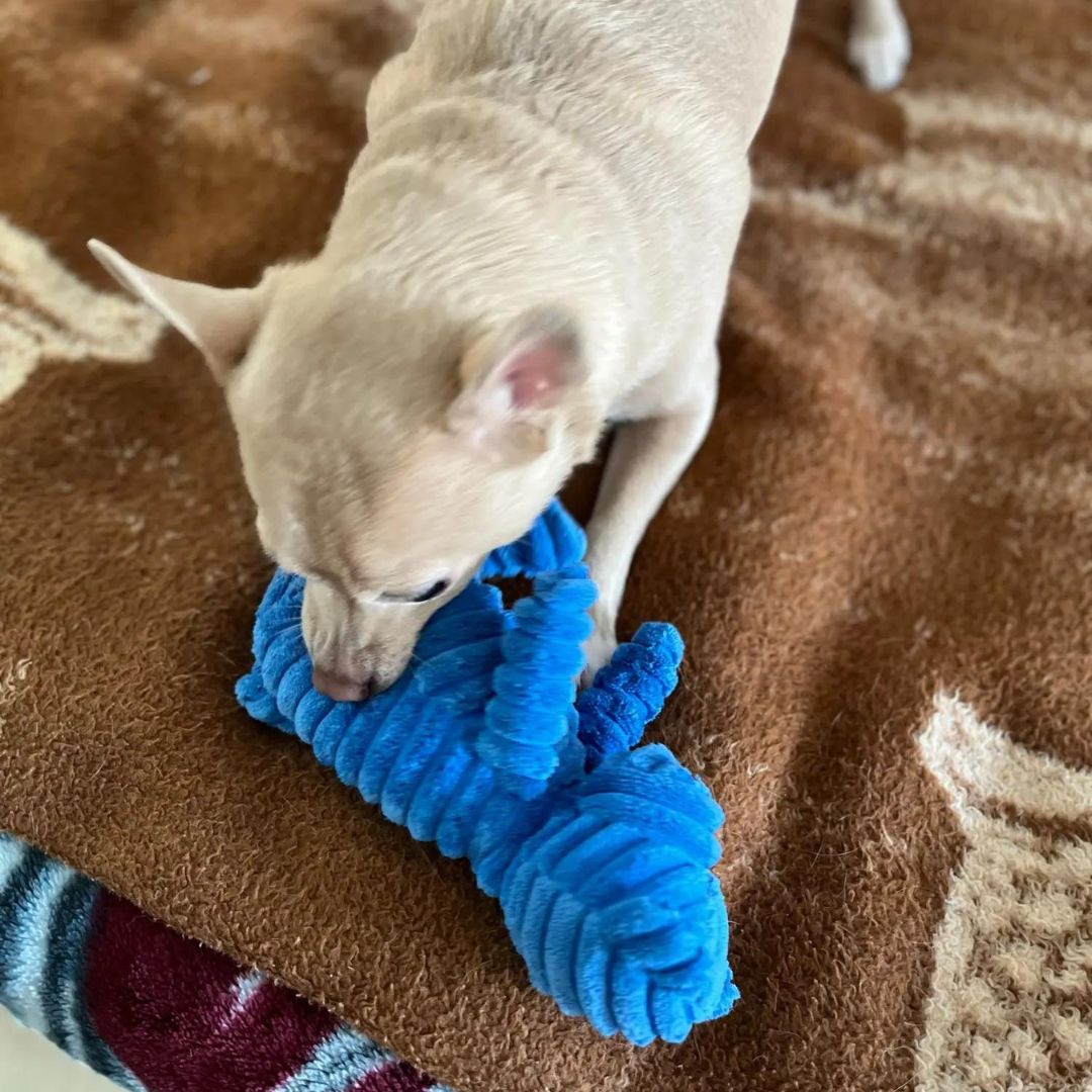 Chien avec notre peluche côtelée ours