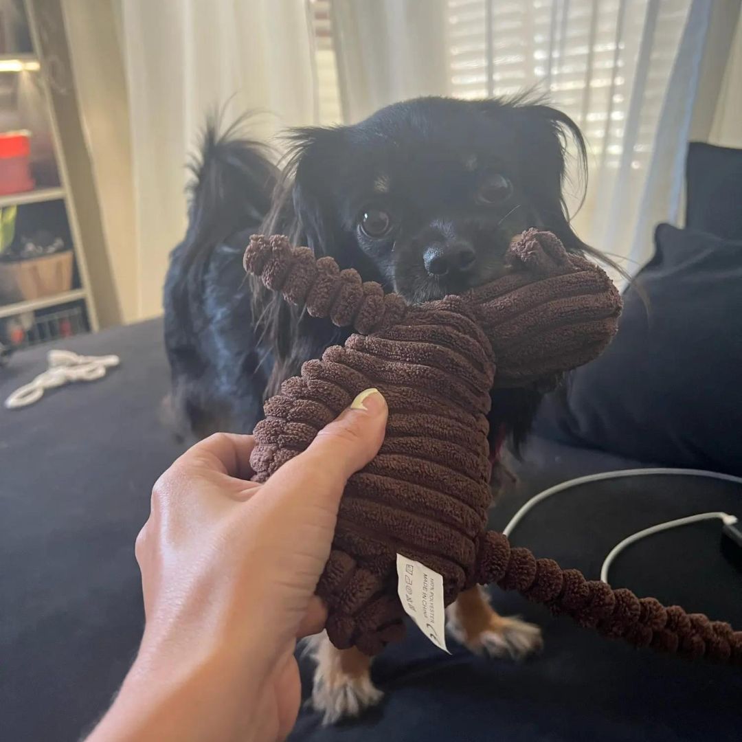 Chien avec notre peluche côtelée singe