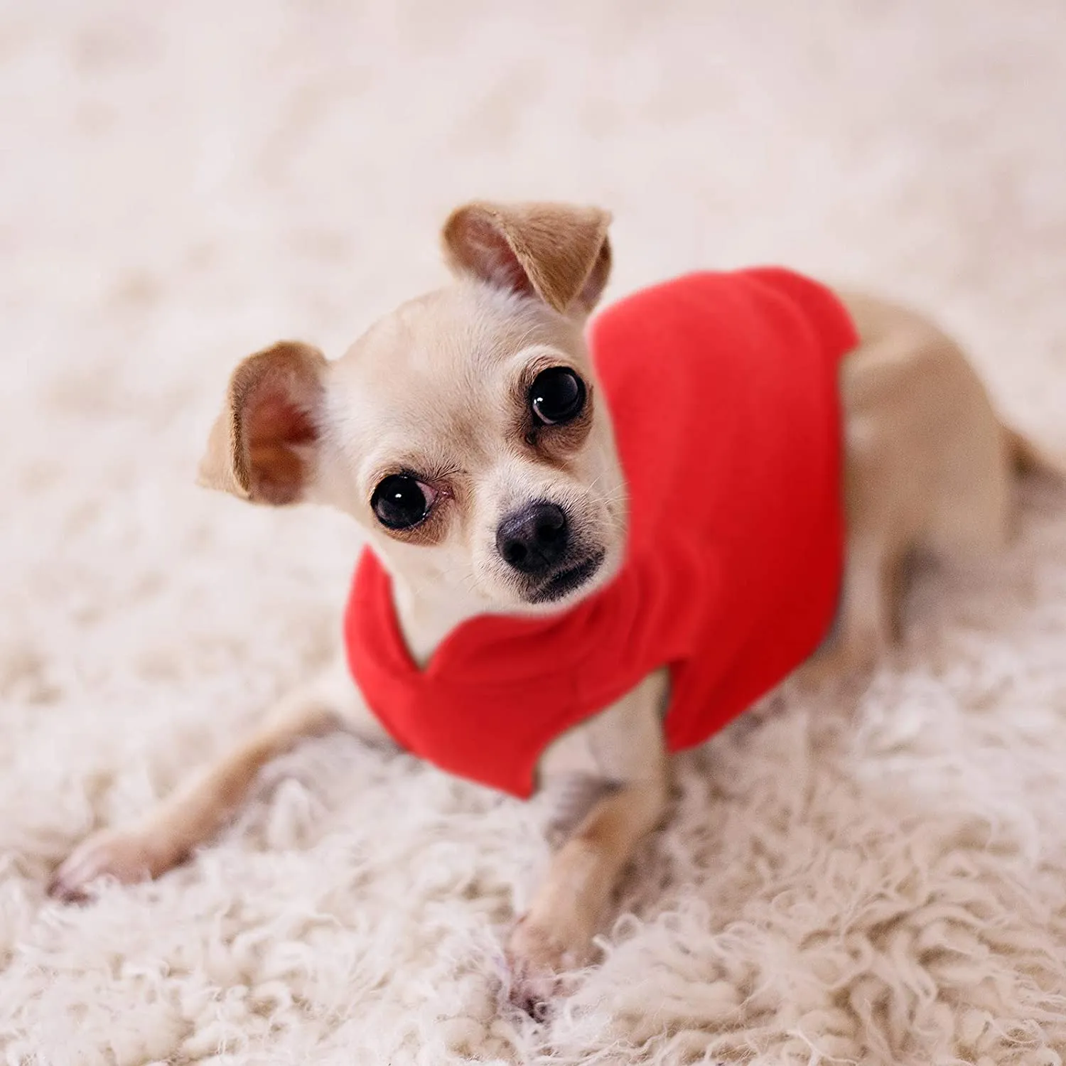 Chaleur cozy en toutes circonstances avec notre pull polaire simple pour chien