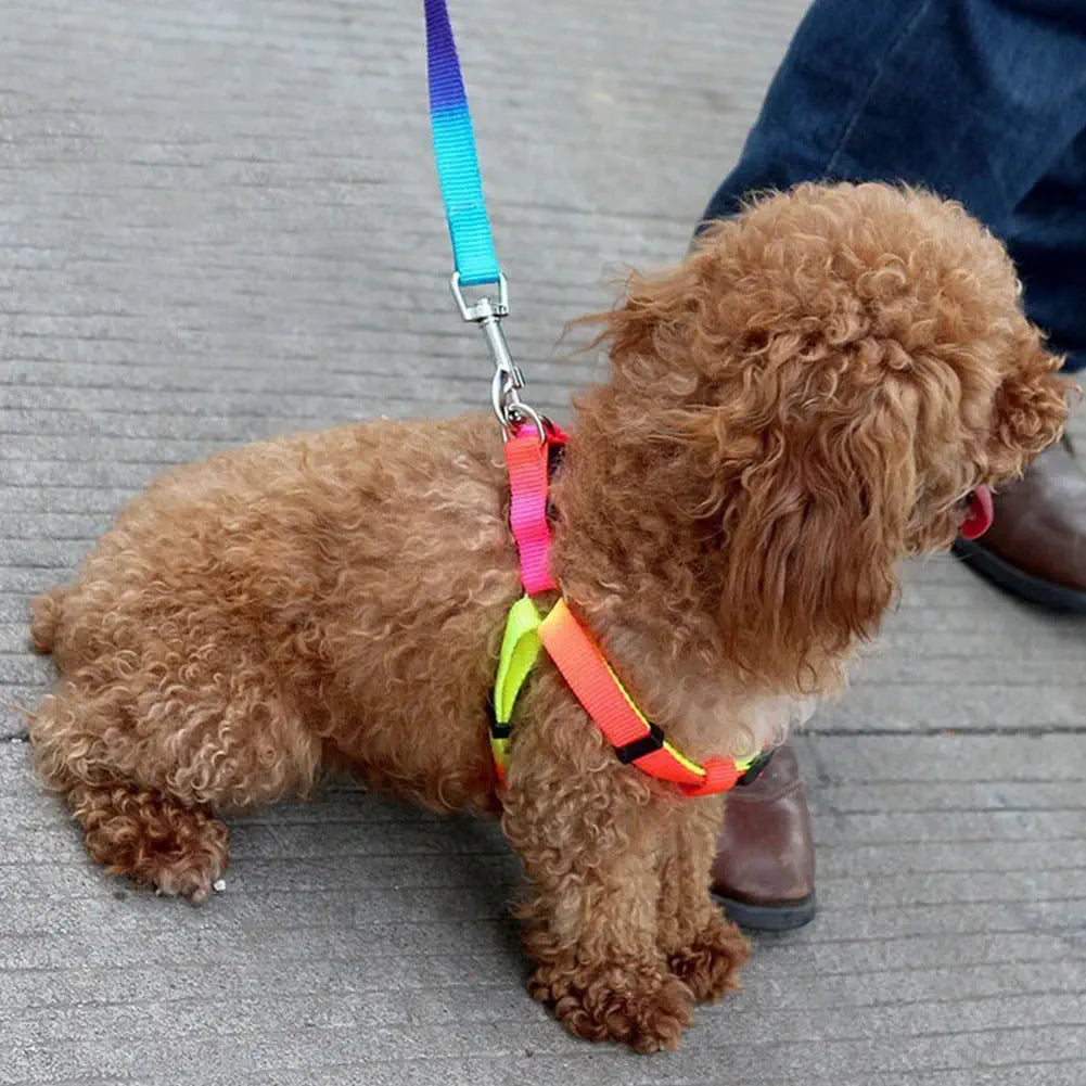 Harnais arc-en-ciel pour animaux