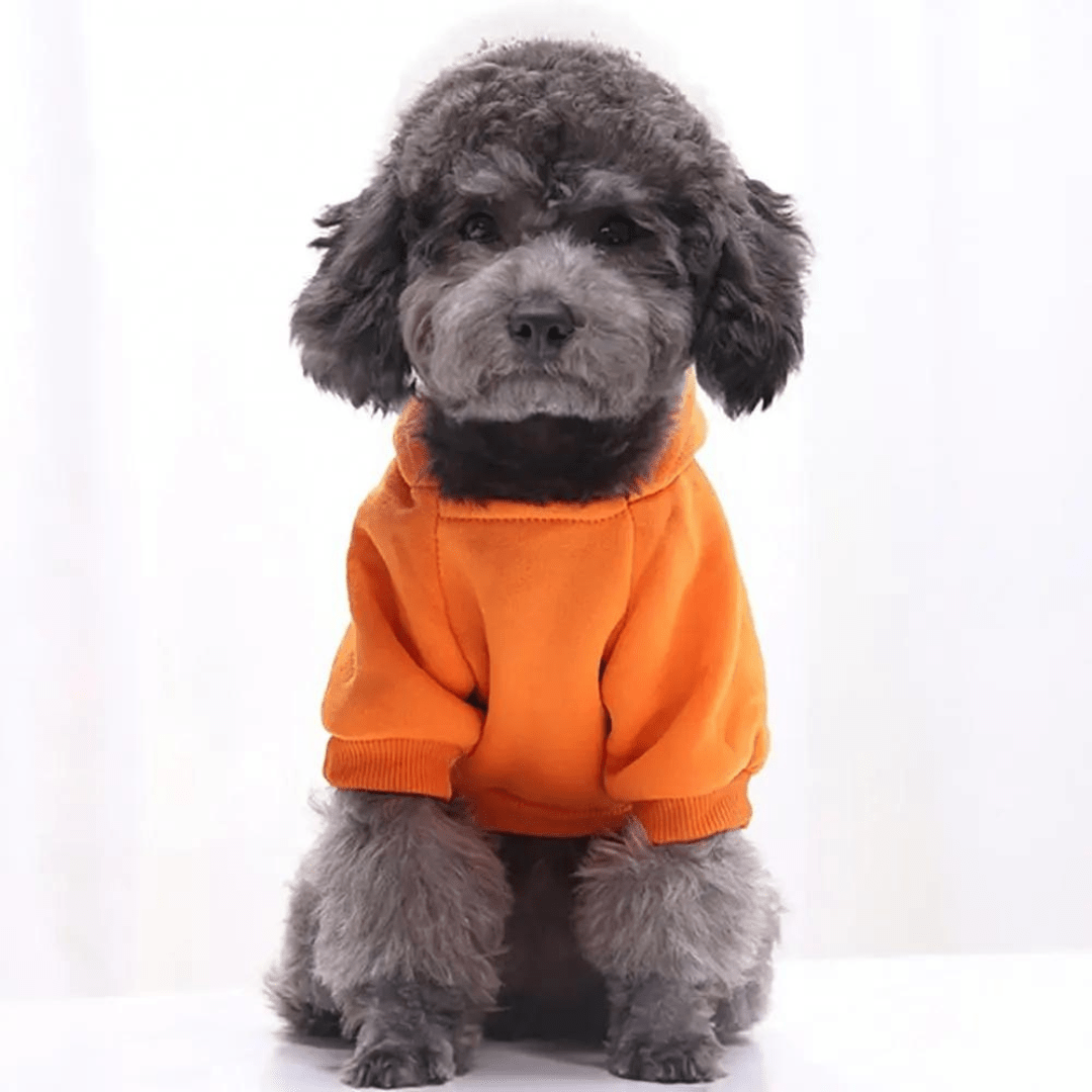 Chien avec notre sweat à capuche