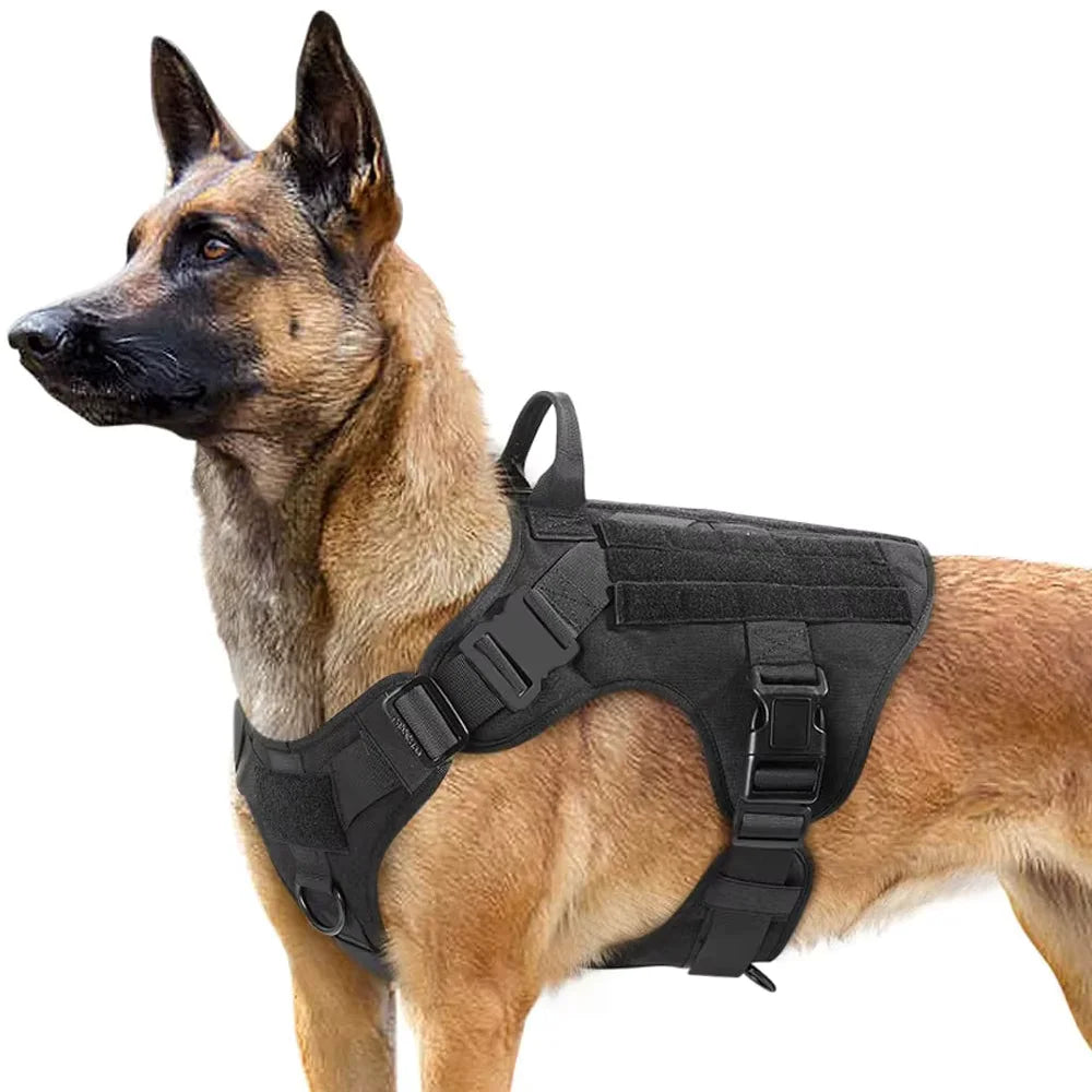 chien de garde avec notre harnais tactique
