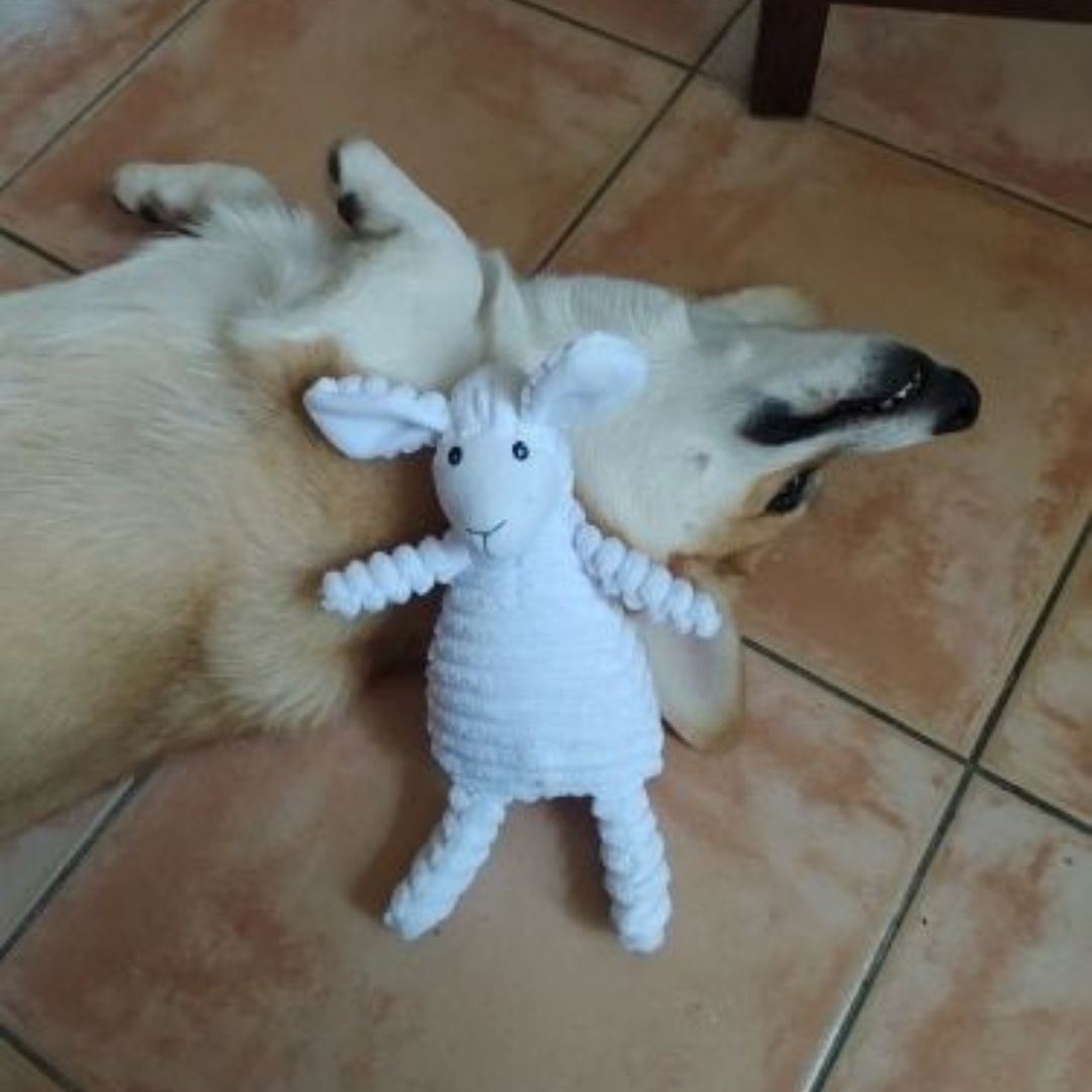Chien avec notre peluche côtelée mouton