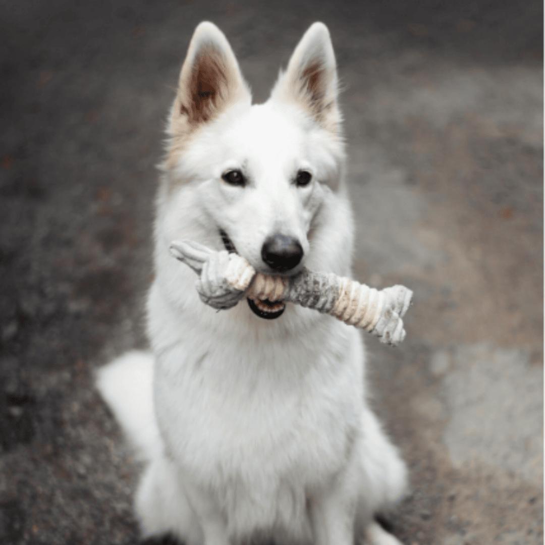 Peluche en forme d'éléphant dans la gueule d'un chien
