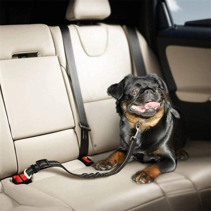 Chien avec notre laisse ceinture de sécurité pour voiture CarSafe
