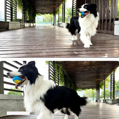 Chien avec notre balle à mâcher interactive