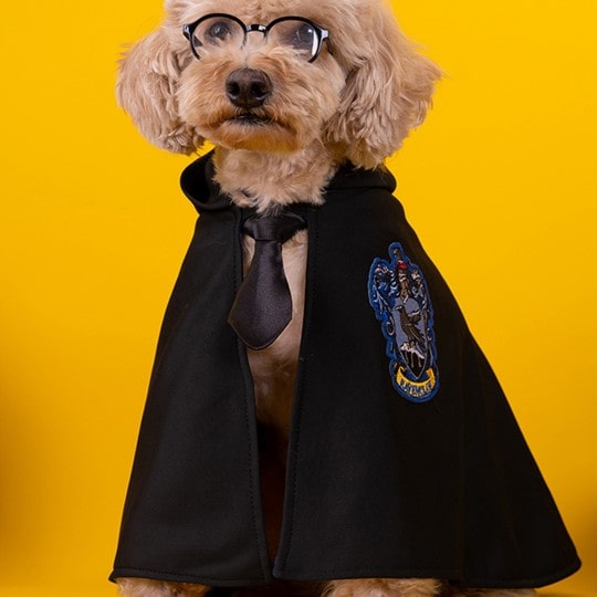 Chien avec notre Cape Harry Potter