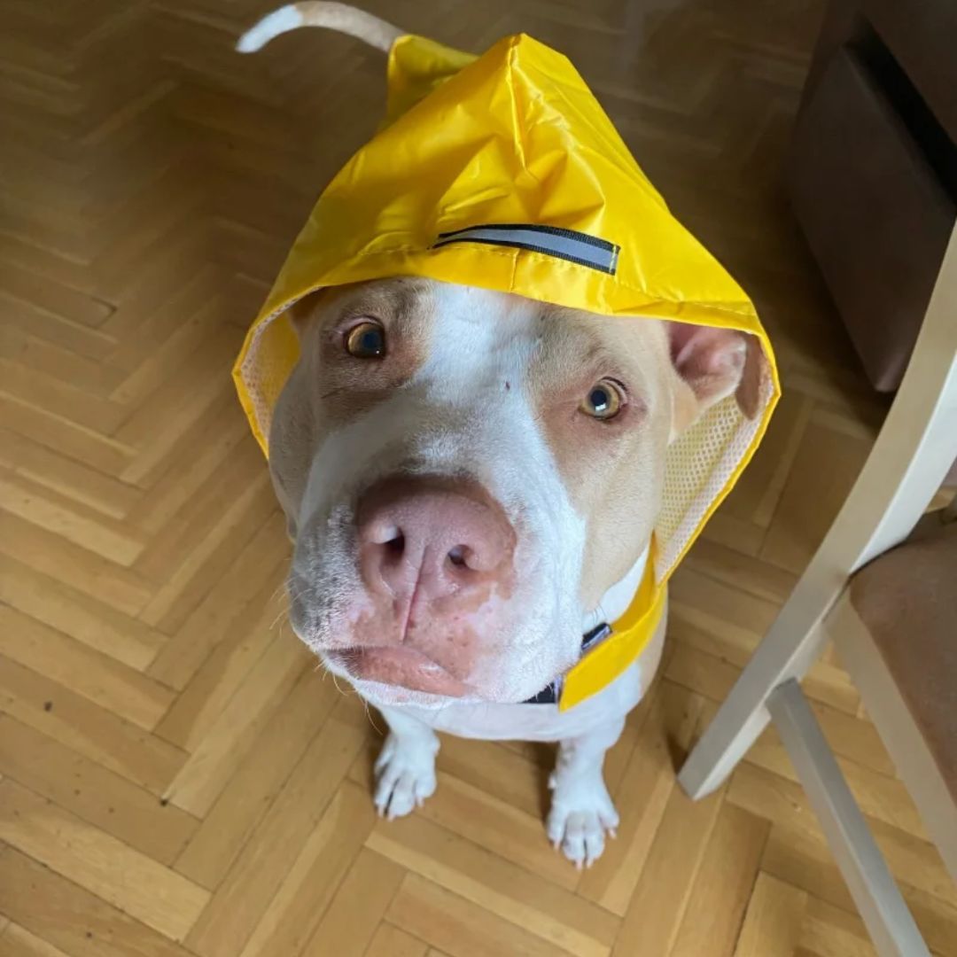 Chien avec une veste de pluie