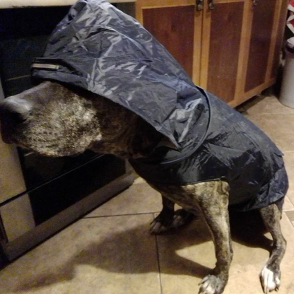 Chien avec notre veste de pluie noire