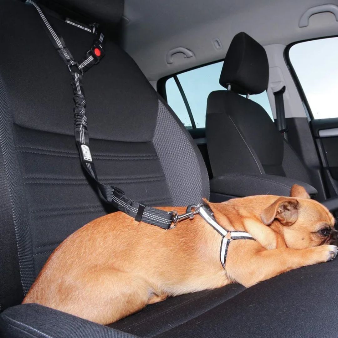 Chien attaché au siège d'une voiture avec P.Cute™