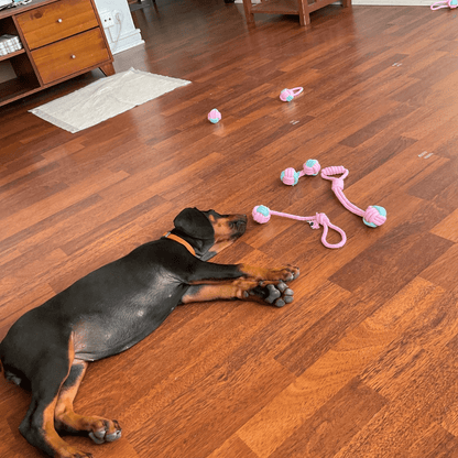 Chien avec notre lot de corde rose à mâcher pour chien