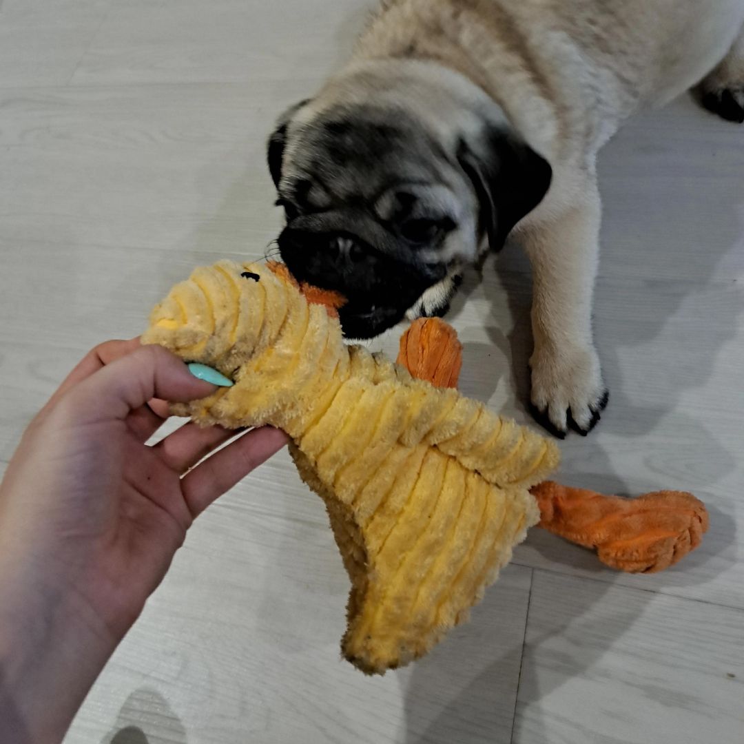 Chien avec notre peluche côtelée canard