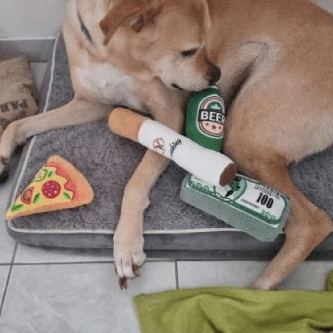 Chien avec notre peluche liasse de billet